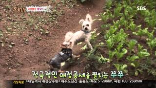 [TV동물농장] 20130717 #2(7)