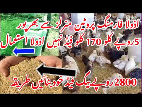 اذولا فارمنگ 5 روپے کلو میں 170 روپے فیڈ نہیں دیسی فیڈ خود بنا ئیں سستی ترین اذولا کااستعمال