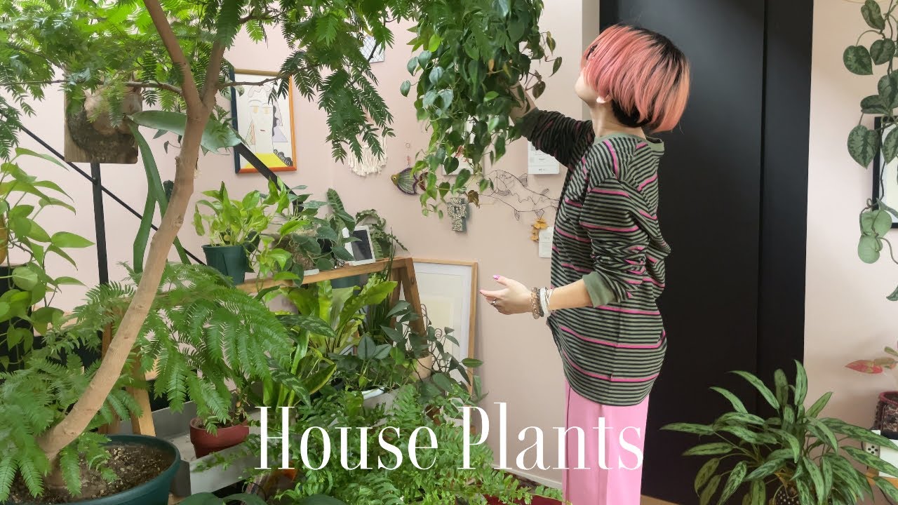 超初心者さんにおすすめの観葉植物】植物のある暮らし/ガーデニング