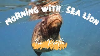 4K| Morning Swim with Sea Lion