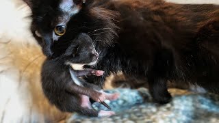 Mother Cat Rescues Her Kitten