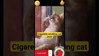 Cigarette smoking cat🤣#shorts #funny #trending #viral
