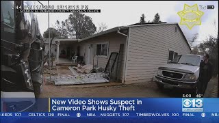 New Video Shows Suspect In Cameron Park Husky Theft
