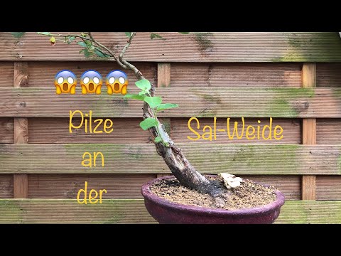Bonsai Sal-Weide mit Pilzbefall/Bonsai oder Kleinholz 2023-23 -  YouTube