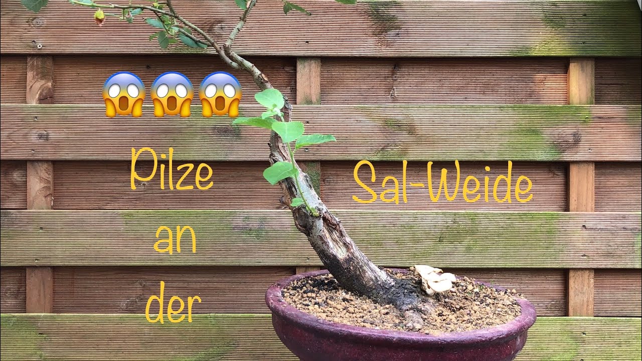 grow bonsai from seeds Grow Your Own Bonsai Tree Kit – 5 Varieties from Seed – Pronto Seed main image 1