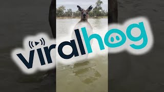 Man Rescues Dog From Being Drowned by Kangaroo || ViralHog screenshot 5