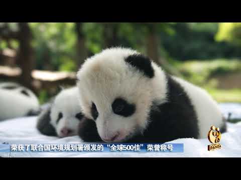 🐼 팬더의 고향, 쓰촨(sichuan, 四川)
