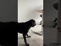 @lab.life65 😂 #dog #dogvideos