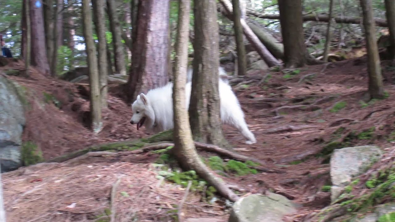 Polar Bear (cub) Sighting Record For Farthest South 2014 YouTube