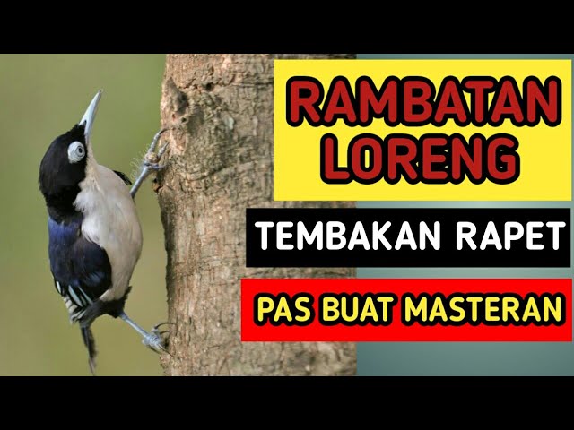 Terbaru 30+ Foto Rambatan Doraemon - Arka Gambar
