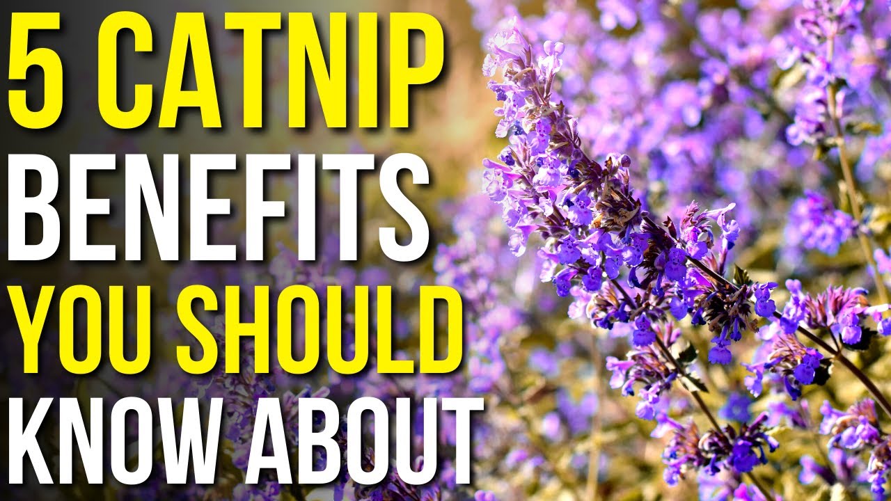 5 Benefits Of Catnip You Should Know Catnip Benefits For Humans 