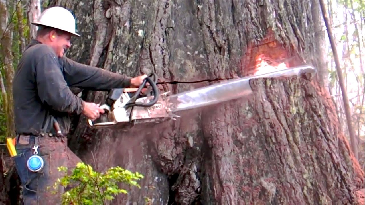 Dangerous Cutting Down Biggest Tree Chainsaw Machine / Heavy Biggest ...