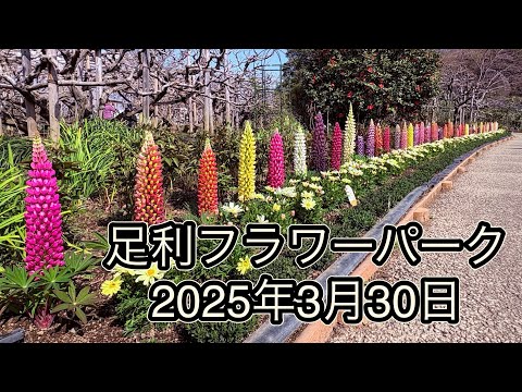 2025.3/30足利フラワーパーク 4k
