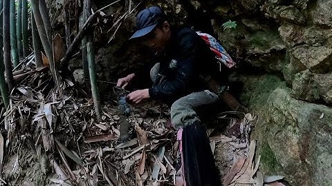 #7 phưu lưu trong rừng, lên rừng thăm bẫy chuột