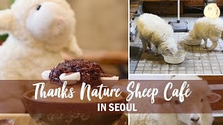 Thanks Nature Café - Sheep Cafe at Hongdae Seoul 