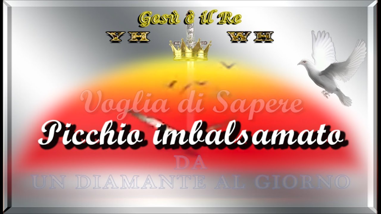 MM 955 Picchio imbalsamato