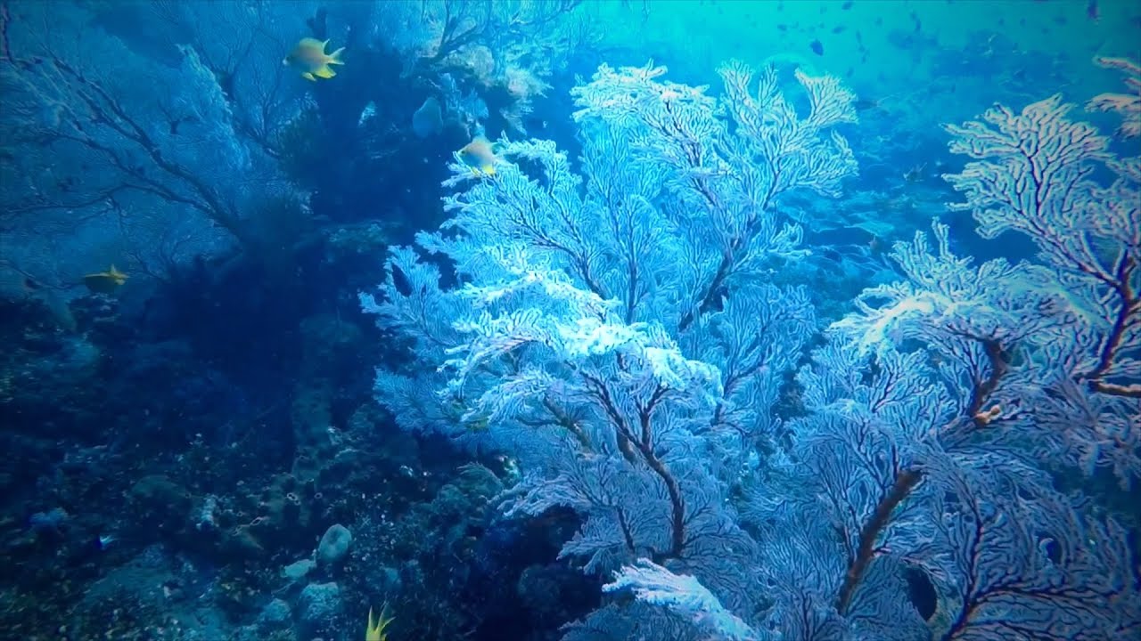 Tauchen auf Bali 2016