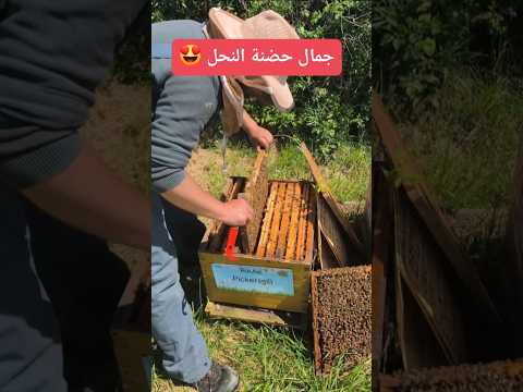 شاهد واستمع سبحان الله جمال الحضنة