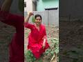 Garden ka fresh vegetables #minivlog #food #shorts #cooking #agaro #foodvlog #dailyvlog #bengalifood