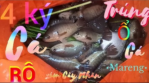 Xóm Cây Nhãn Câu Cá Rô Đồng Đúng Thời Điểm Cá Ăn Thấy Mê #inshot