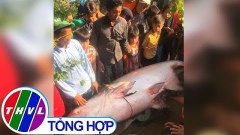 Bắt được cá tra dầu 230kg tại An Giang