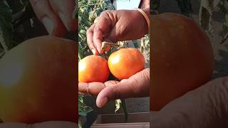 Gardening and Happiness of Harvesting #shorts #harvest #vegetablegarden