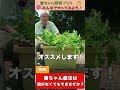 プランターでもOK!?菌ちゃん農法!【おうちで元気な無農薬野菜を育てよう】 #shorts
