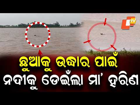 Mother Deer Jumps Into River to Save Fawn in Bhitarkanika