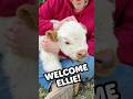 Ellie’s First Day at the Farm 🤍
