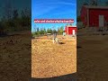 Polar & Shadow Playing Together on the Farm 🐕🐕💛