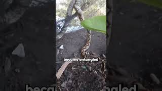 Held bevrijdt een enorme, vastzittende python 🐍