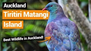 🐦 Tiritiri Matangi Island Bird Sanctuary in Auckland – New Zealand's Biggest Gap Year