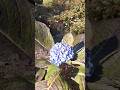 Hydrangea flower plant #blue #hydrangea #beautiful #shorts #like #comment #subscribe ❤️
