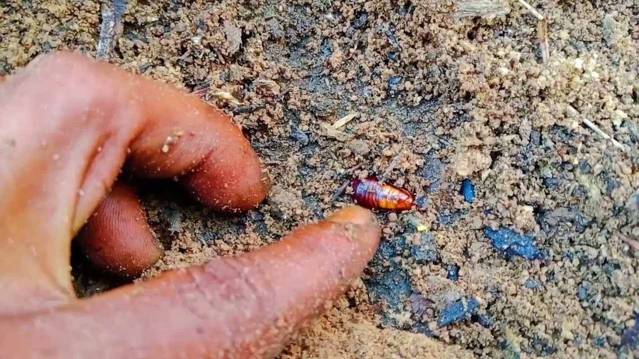 SEARCH FOR UNIQUE INSECT BUGS, FIND NATURE COCKROACHES