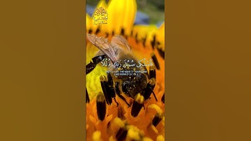 🐝🌻🐝 وأوحى ربك إلى النحل 🐝🌻🐝 ما تيسر من سورة النحل 🐝🌻🐝 تلاوة خاشعة 🐝🌻🐝 القارئ خالد الجليل 🐝🌻🐝