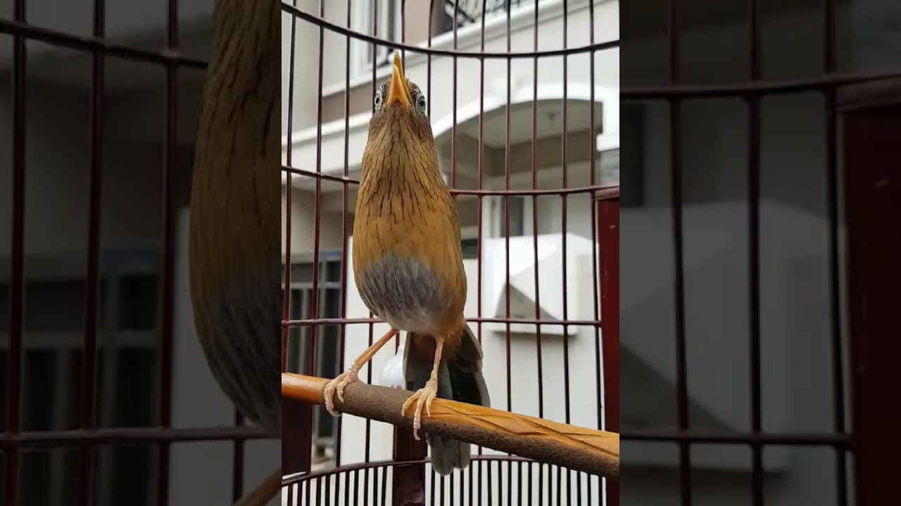 Wambi Betina Gacor Kicaunya Juara Masbrow By Mojo Kerto