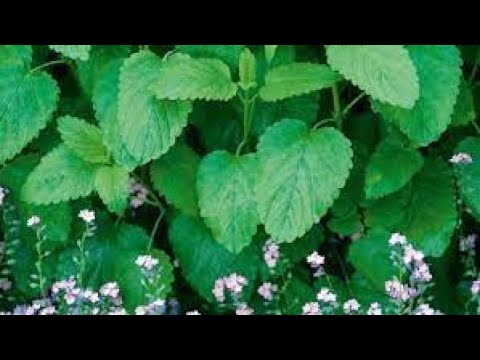 What Is Toronjil In English