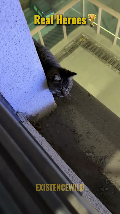 Attentive People Realize When Cats Need Help #catrescue #cat #animalrescue