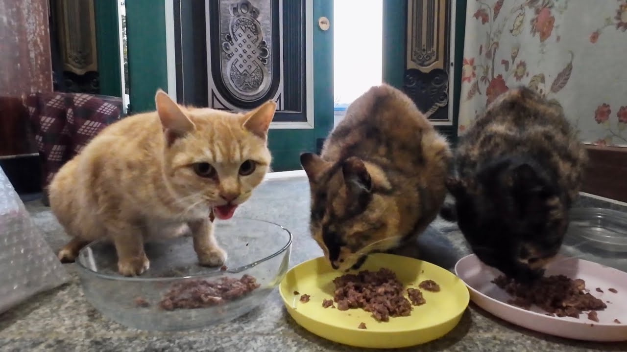 길고양이 자루 먹방 모음 (번외편)