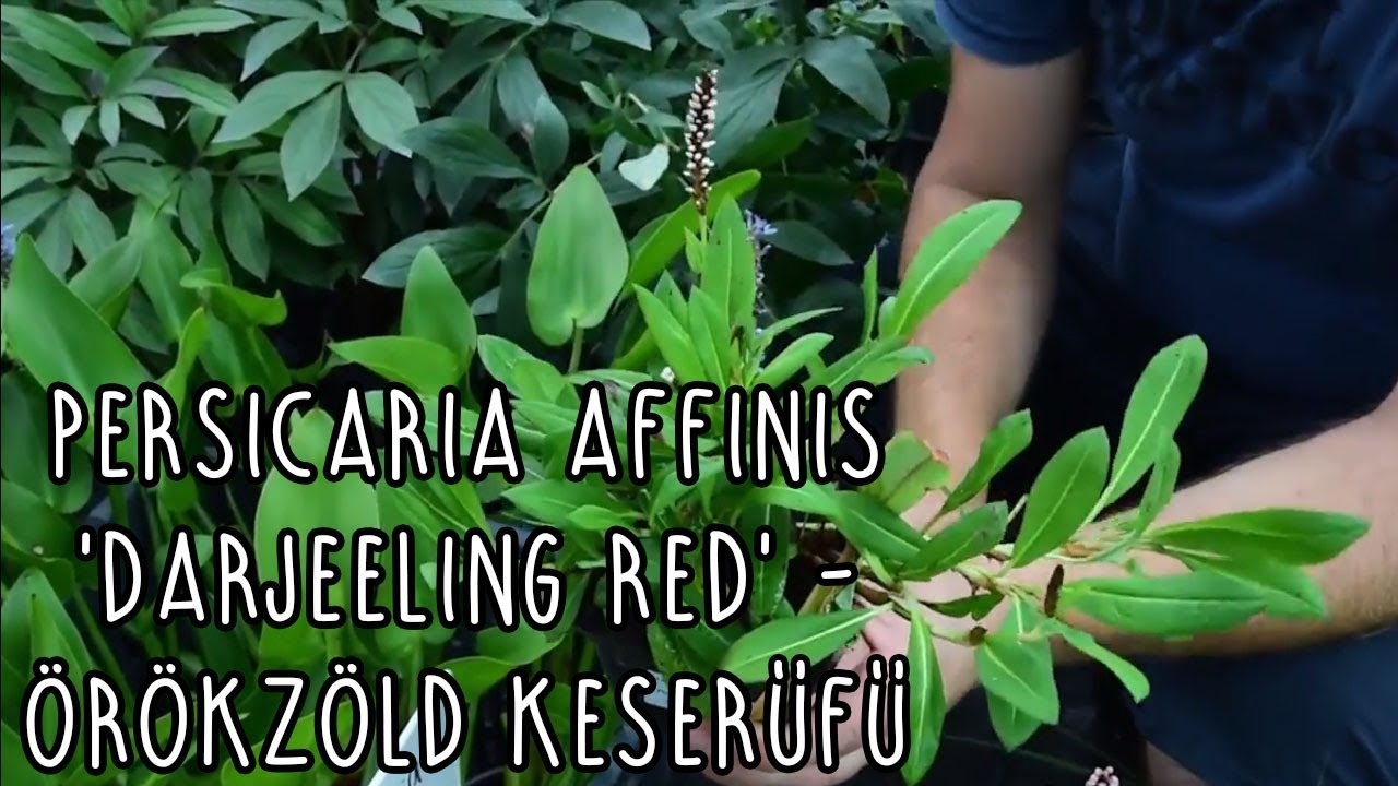 Persicaria affinis 'Darjeeling Red' - Örökzöld keserűfű (piros)