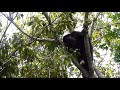 ADULT MALE HOWLER MONKEY At Blush Of Eden Belize ADULT MALE HOWLER MONKEY At Blush Of Eden Belize