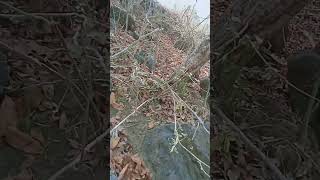 Download Lagu jos gendos sampe burung cengkekek pun jadi kena sama pulut MP3