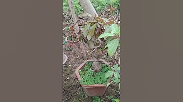 Bán cây lộc vừng gốc to thuần chậu thả nước 0977973535