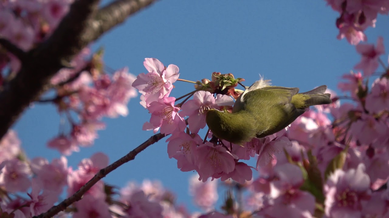 メジロ Birdvideo 河津桜 桜 Warbling White Eye Zosterops Japonicus Passaro Olho Branco ह व इट आई Mata Putih Youtube