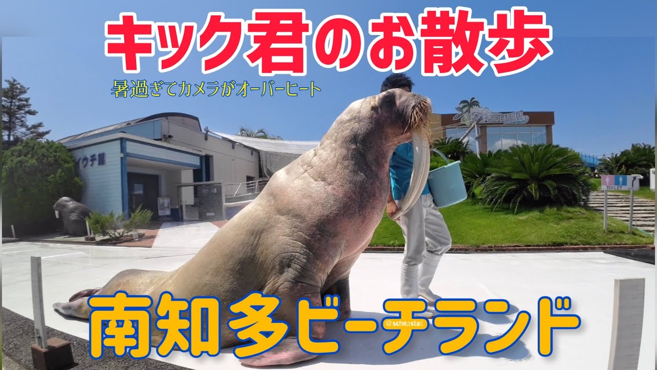 セイウチ】キック君のお散歩 #南知多ビーチランド - YouTube