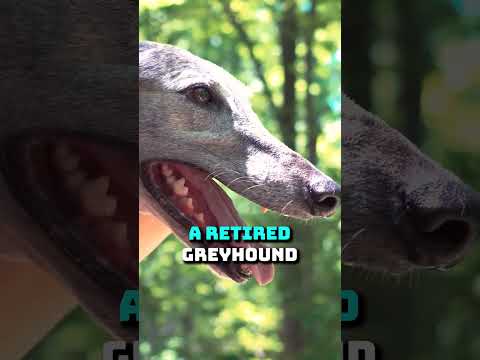 Video: Kaip sukurti pigesnę šunų veislyną