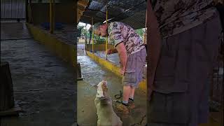 BULLY QUE PRECISAVA DE DIREÇÃO