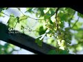 GARDENS |夏のガーデンズ・ツアー | グリーン&ホワイトの庭散歩