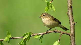 Čo Sa To Tu Ozýva? Spoznaj Naše Vtáctvo Kolibkárik Čipčavý - Common Chiffchaff