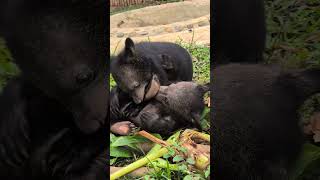 UPDATE - Rescuing 27 bears from the illegal bile farm